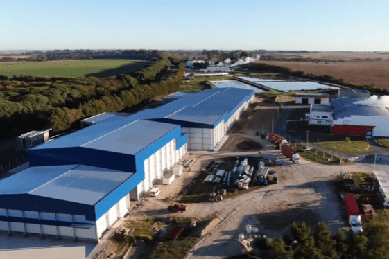 motta Planta Calisa 2